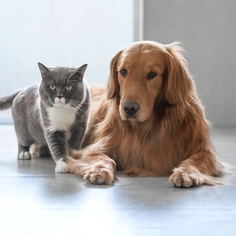 Cat & Dog Veterinary Surgery in Merced